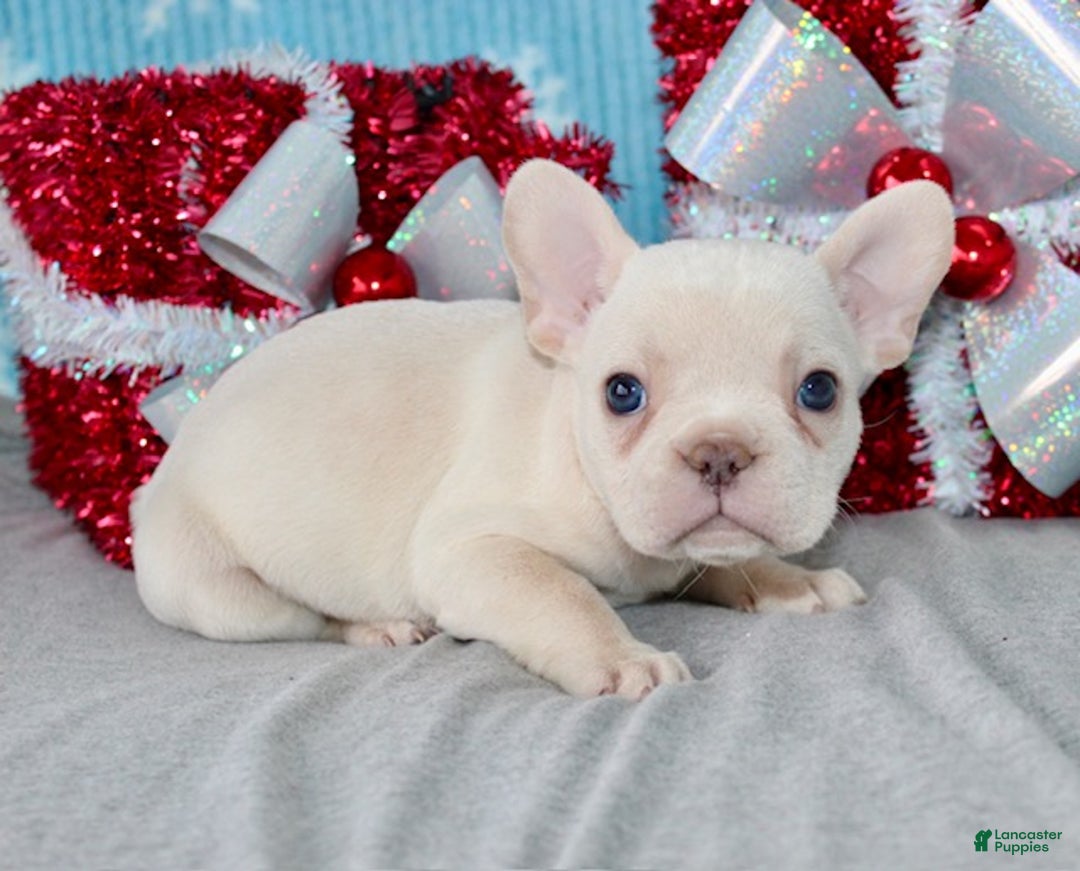 French Bulldog dogs for sale: Vega - Ad 5