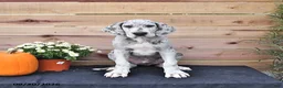 Great Dane dogs for sale: Bo  - Ad 4