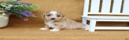 Havanese dogs for sale: Haven - Ad 2