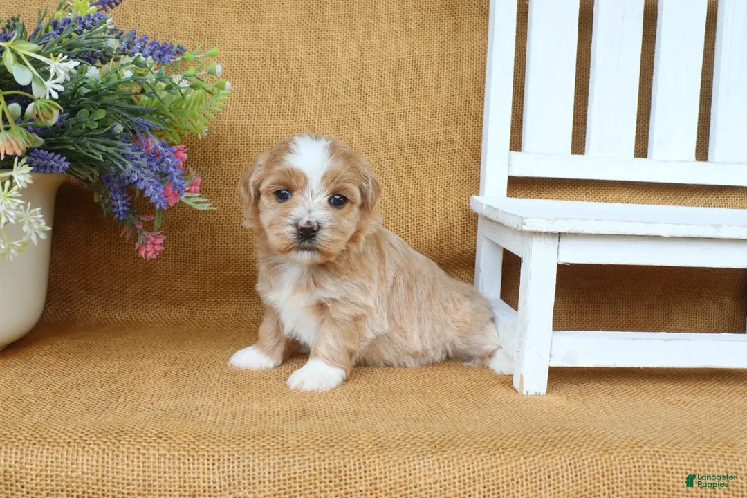 Havanese dogs for sale: Haven - Ad 2