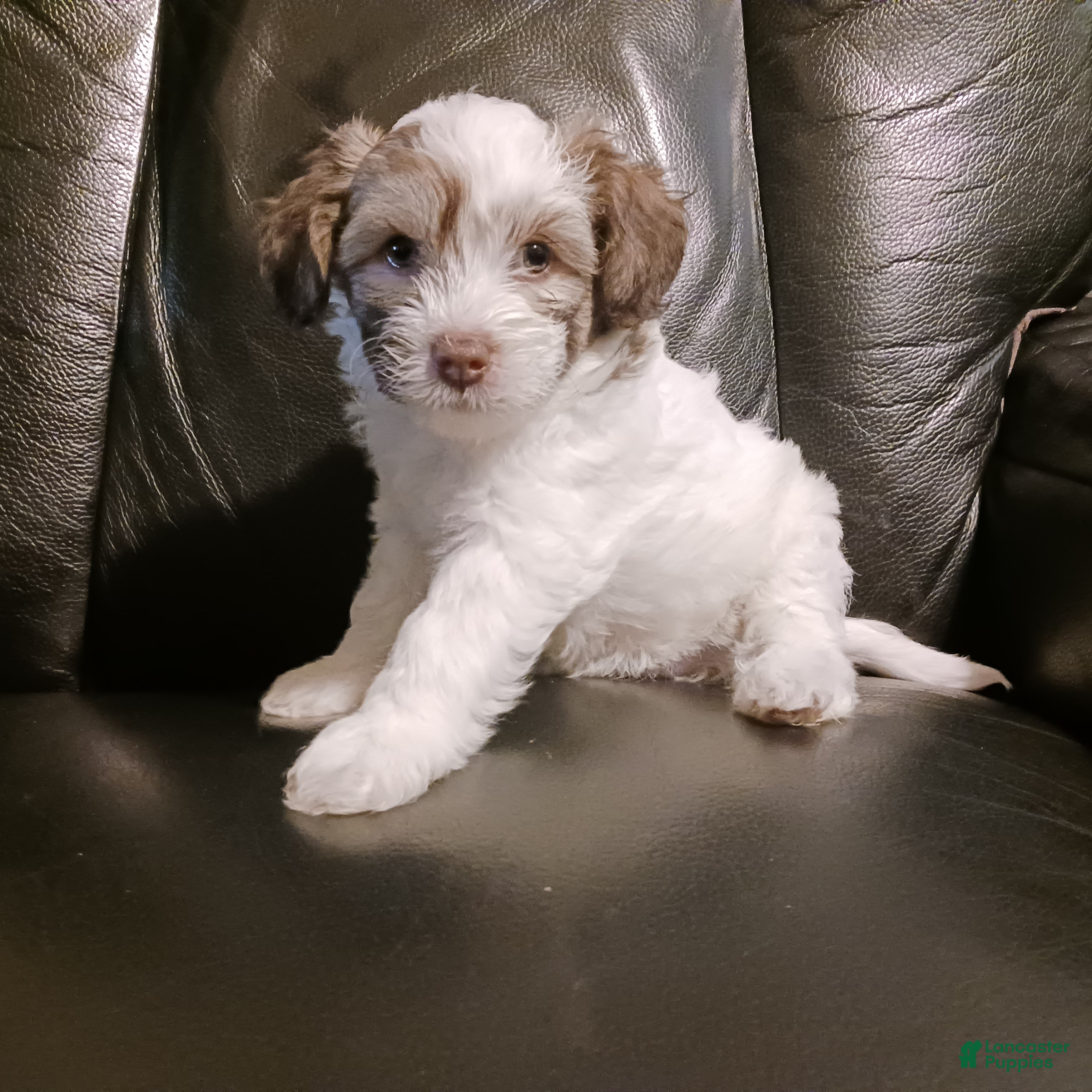 Chinese Crested dogs Zola - Ad 1