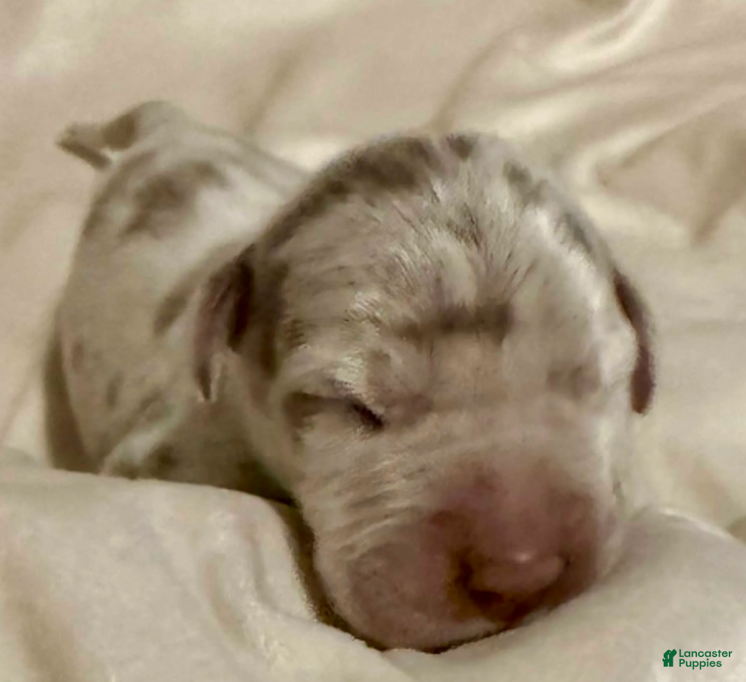 Great Dane dogs for sale: Simba - Ad 3