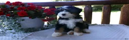 Mini Bernedoodle dogs for sale: Bobby - Ad 3