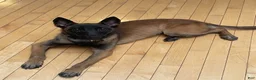 Belgian Malinois dogs for sale: Belgian Malinois 1 - Ad 6