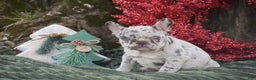 French Bulldog dogs for sale: Nicholas - Ad 4