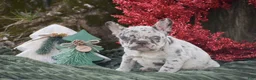 French Bulldog dogs for sale: Nicholas - Ad 5