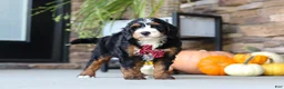 Mini Bernedoodle dogs for sale: Samuel🐶 - Ad 7