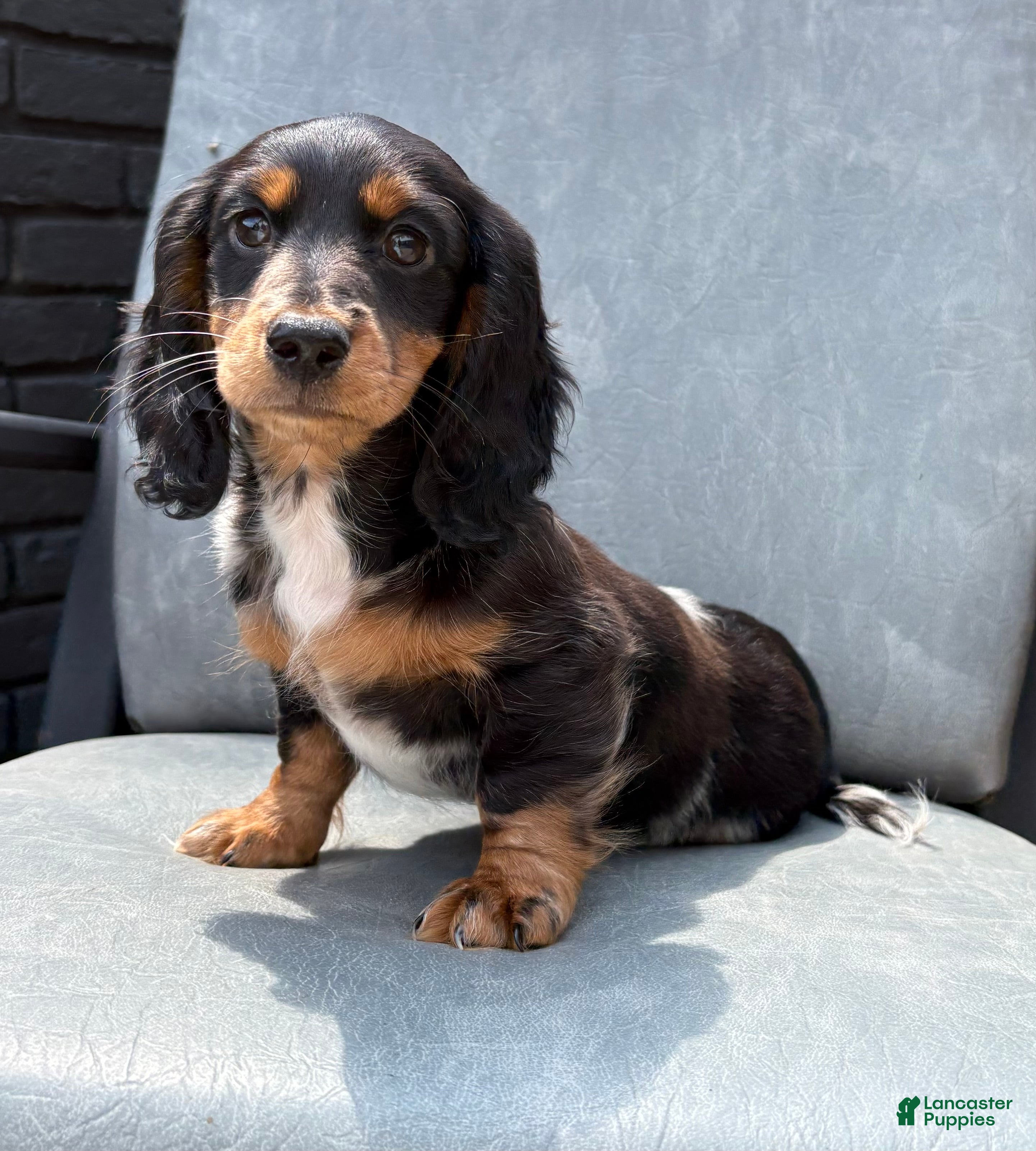 Dachshund dogs Lilie - Ad 1