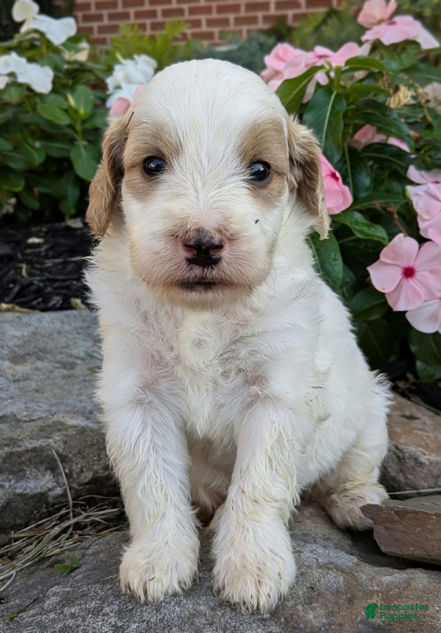 Mini Goldendoodle dogs Piper F1B - Ad 2