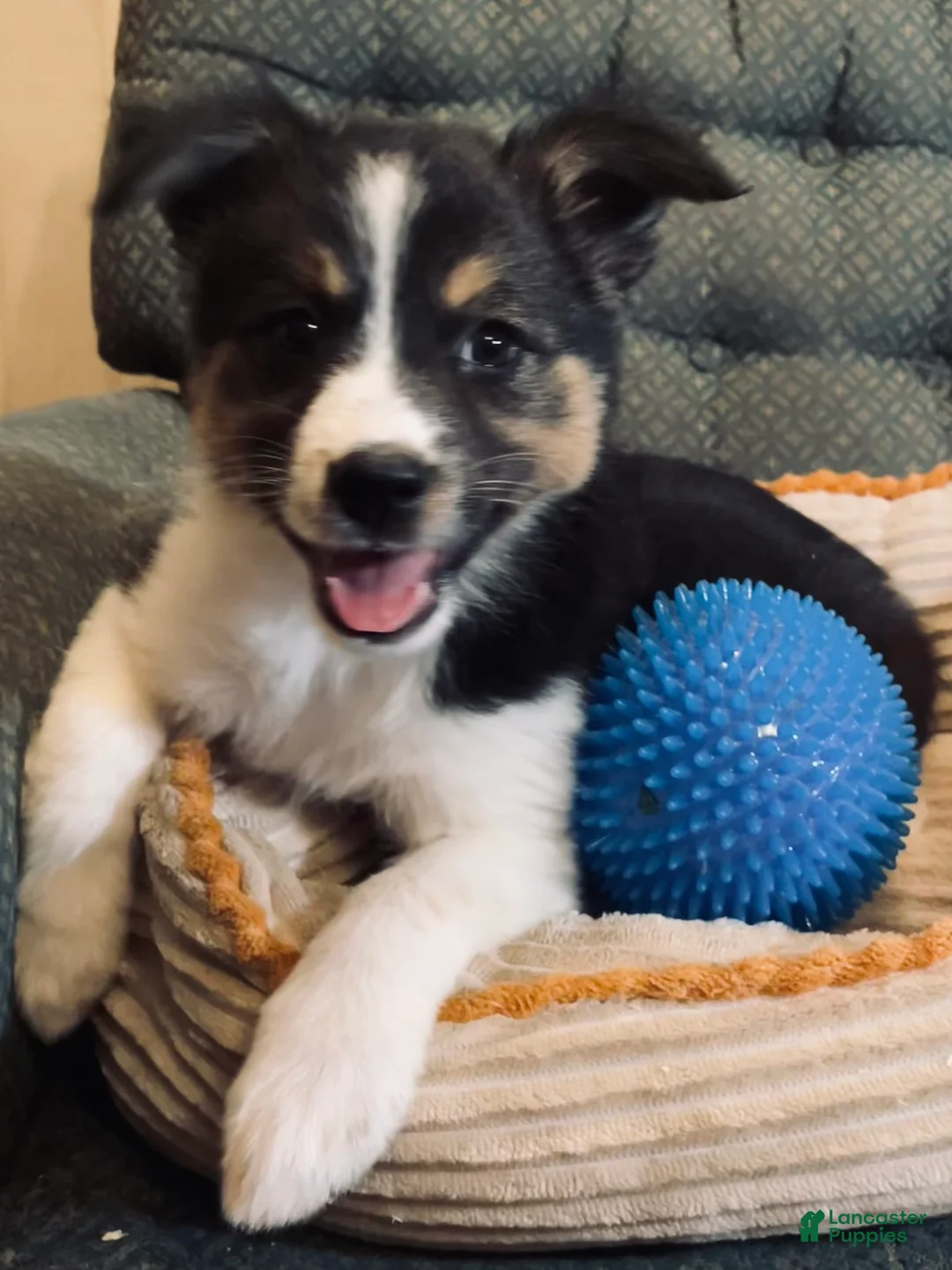 Mixed Breed dogs for sale: Annie - Ad 1