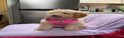 Mini Goldendoodle dogs for sale: Mini Goldendoodle Puppy 3 - Ad 2