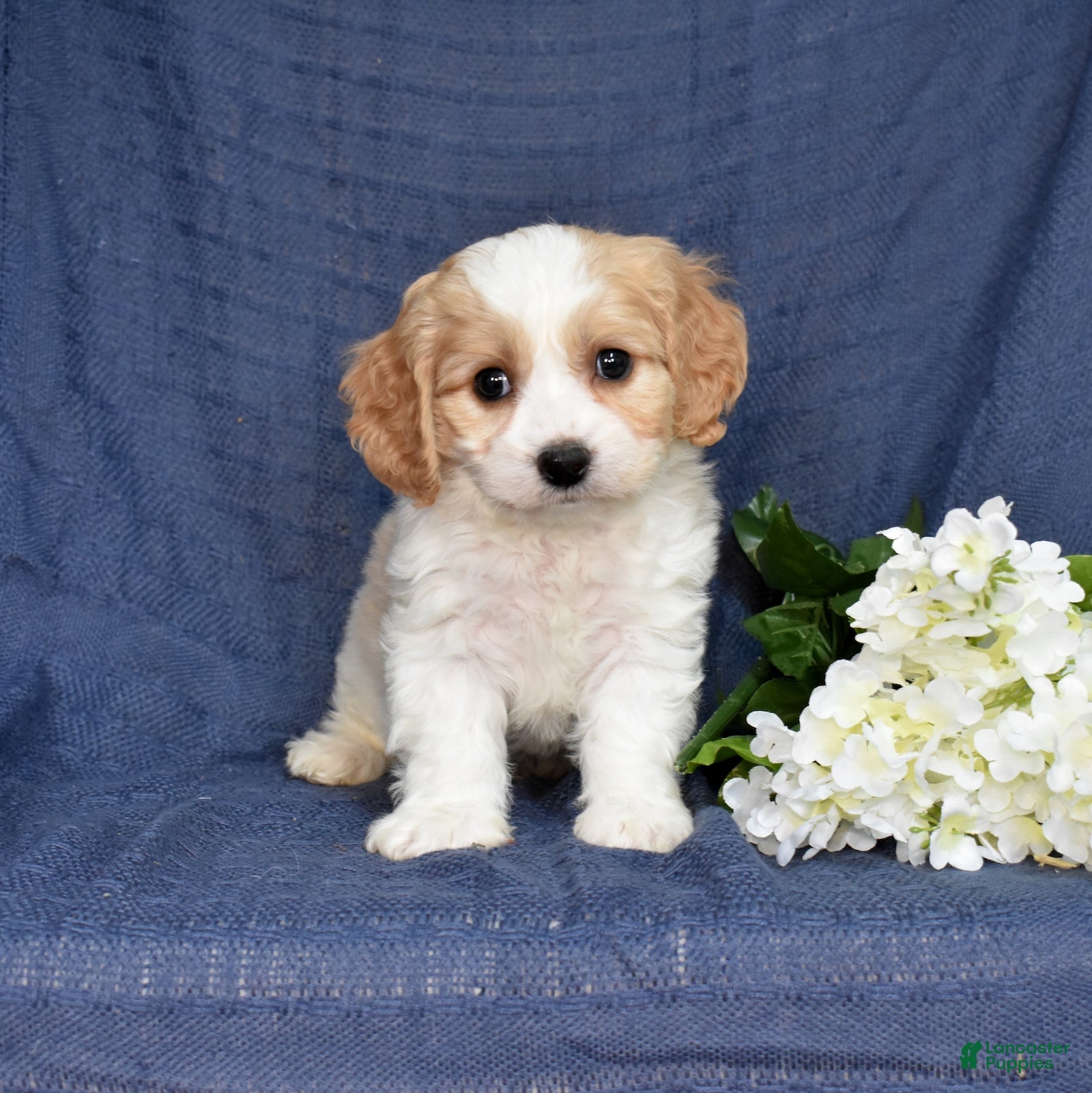Cavachon dogs Sprout  - Ad 2