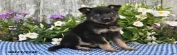German Shepherd dogs for sale: Alfie - Ad 3