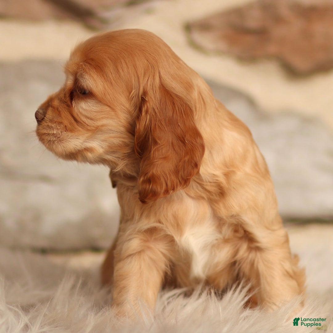 Cocker Spaniel dogs for sale: Denver - Ad 3