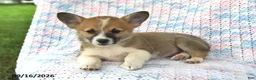 Welsh Corgi Pembroke dogs for sale: Abby - Ad 3