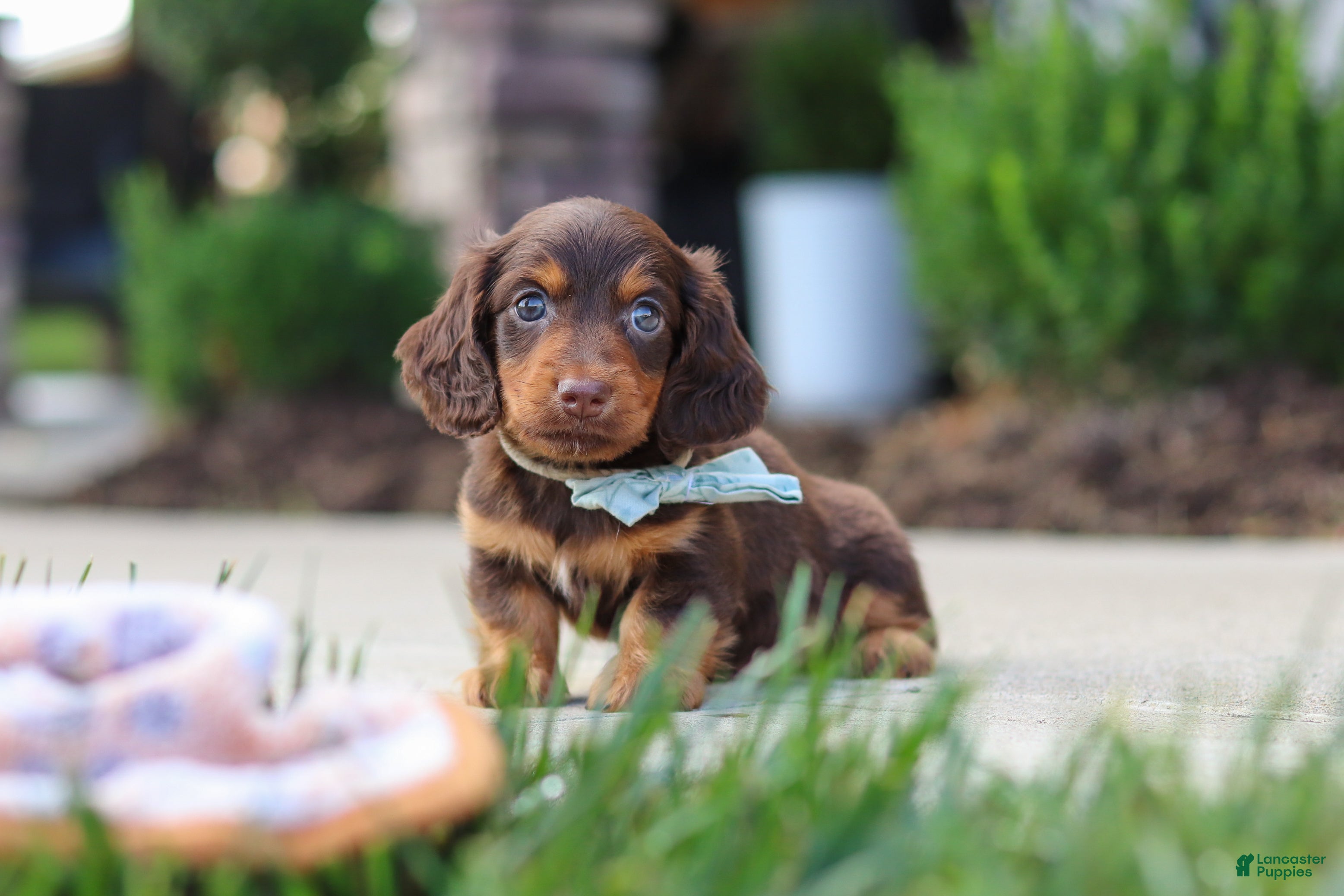 Miniature Dachshund dogs Everett - Ad 1