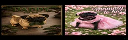 Pug dogs for sale: Pink collar - Ad 9