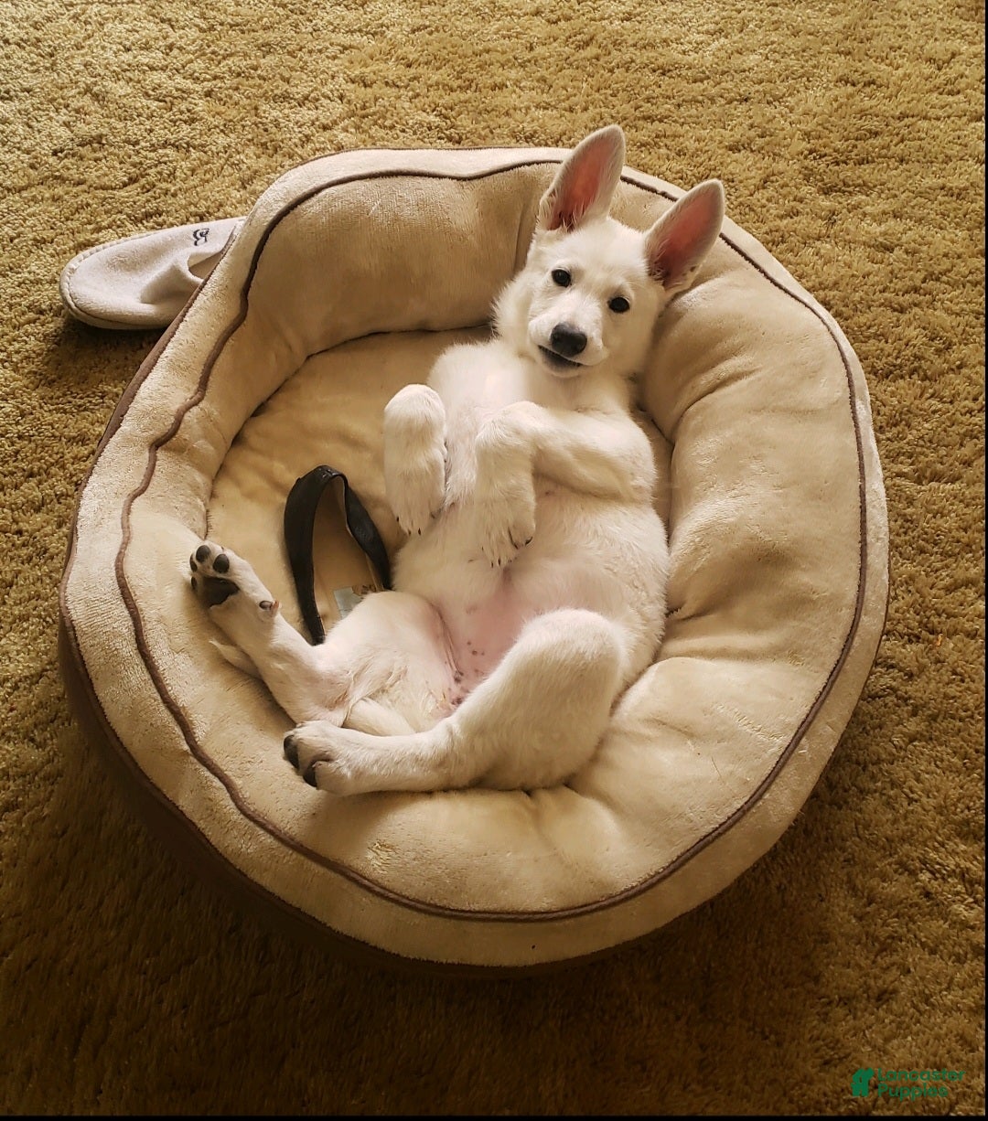 German Shepherd dogs Bentley - Ad 1