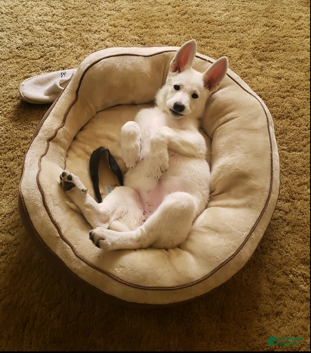 German Shepherd dogs for sale: Bentley - Ad 1