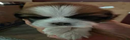Shih Tzu dogs for sale: Boy 1 - Ad 3