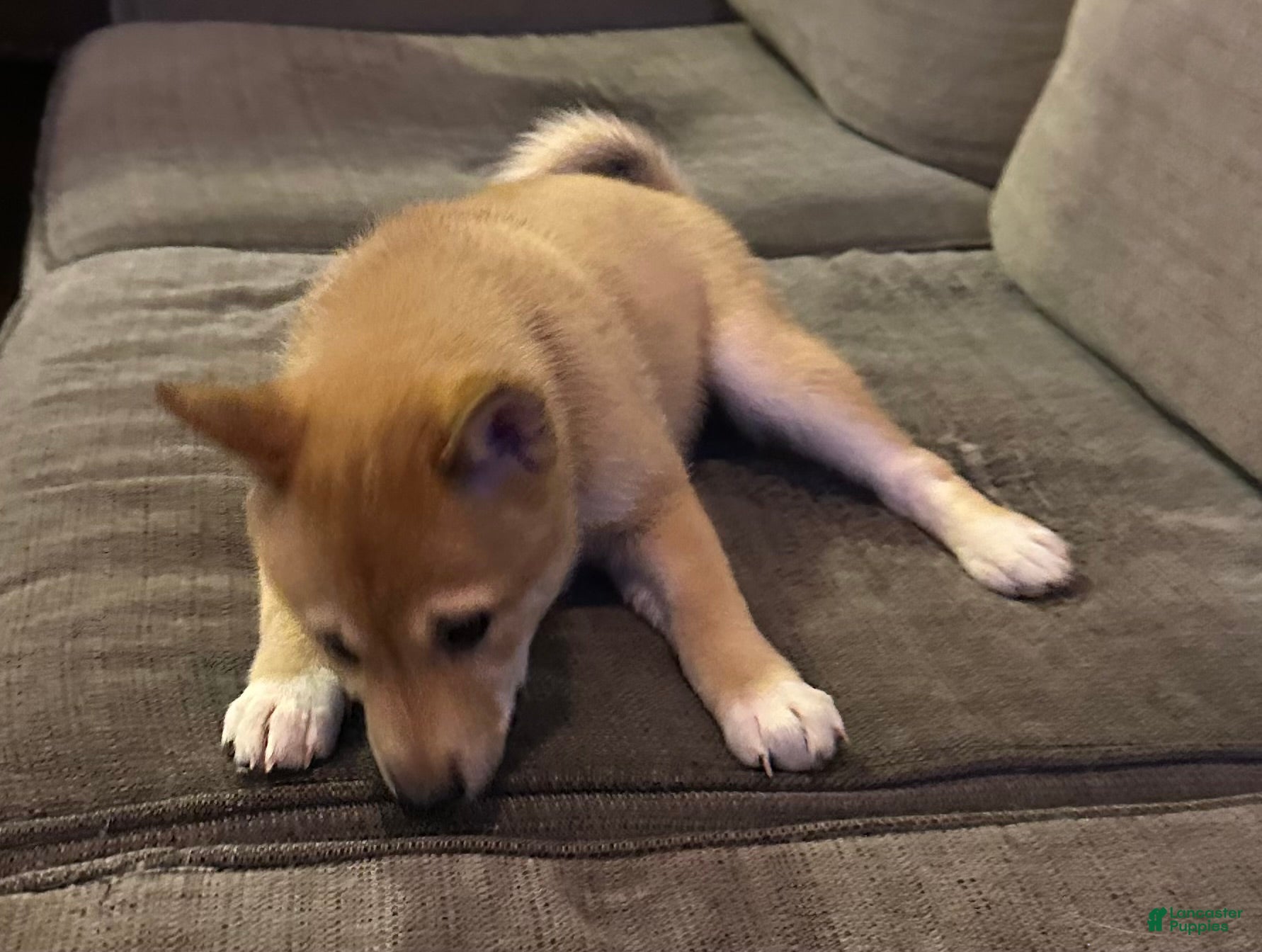 Shiba Inu dogs Odessa - Ad 1