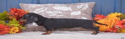 Miniature Dachshund dogs for sale: Fritz - Ad 3