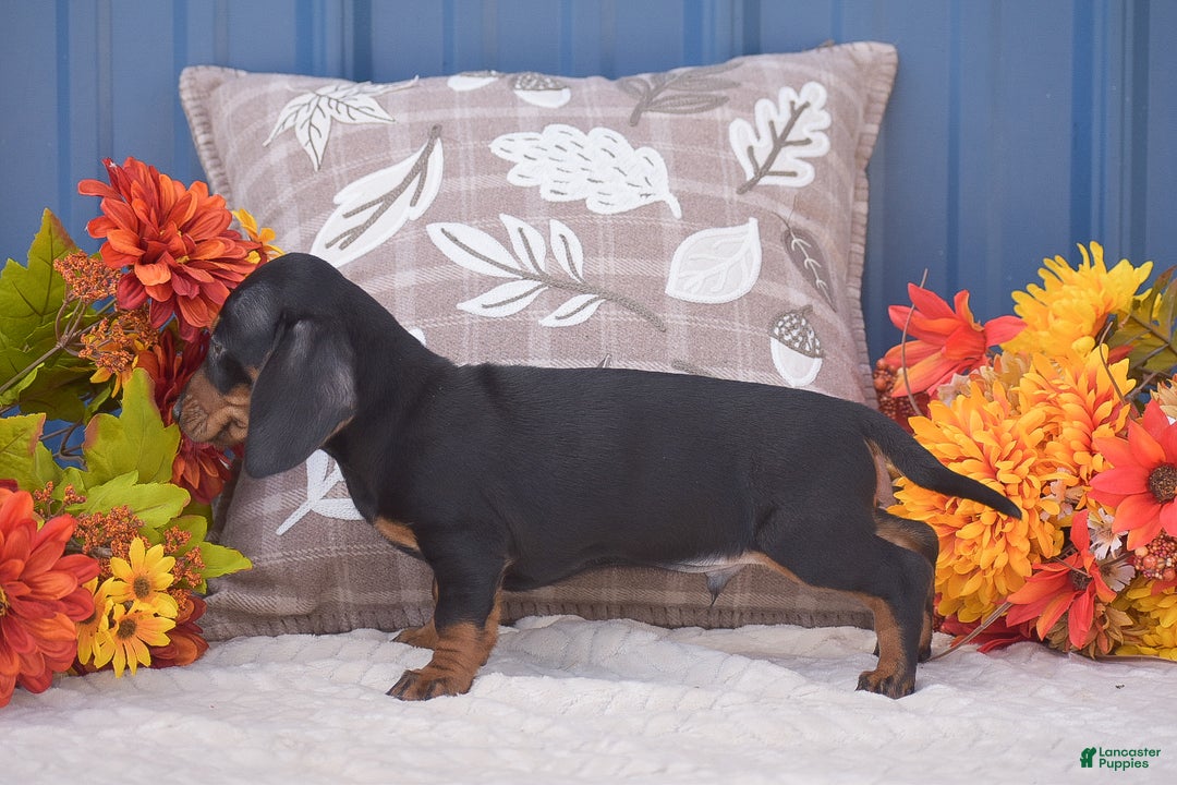 Miniature Dachshund dogs for sale: Fritz - Ad 3