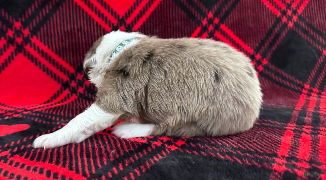 Australian Shepherd dogs for sale: Standard Australian Shepherd Puppy - Hunter Green Collar - Ad 4