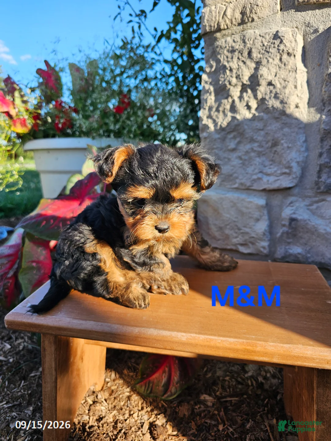 Yorkiepoo dogs for sale: M and M - Ad 2