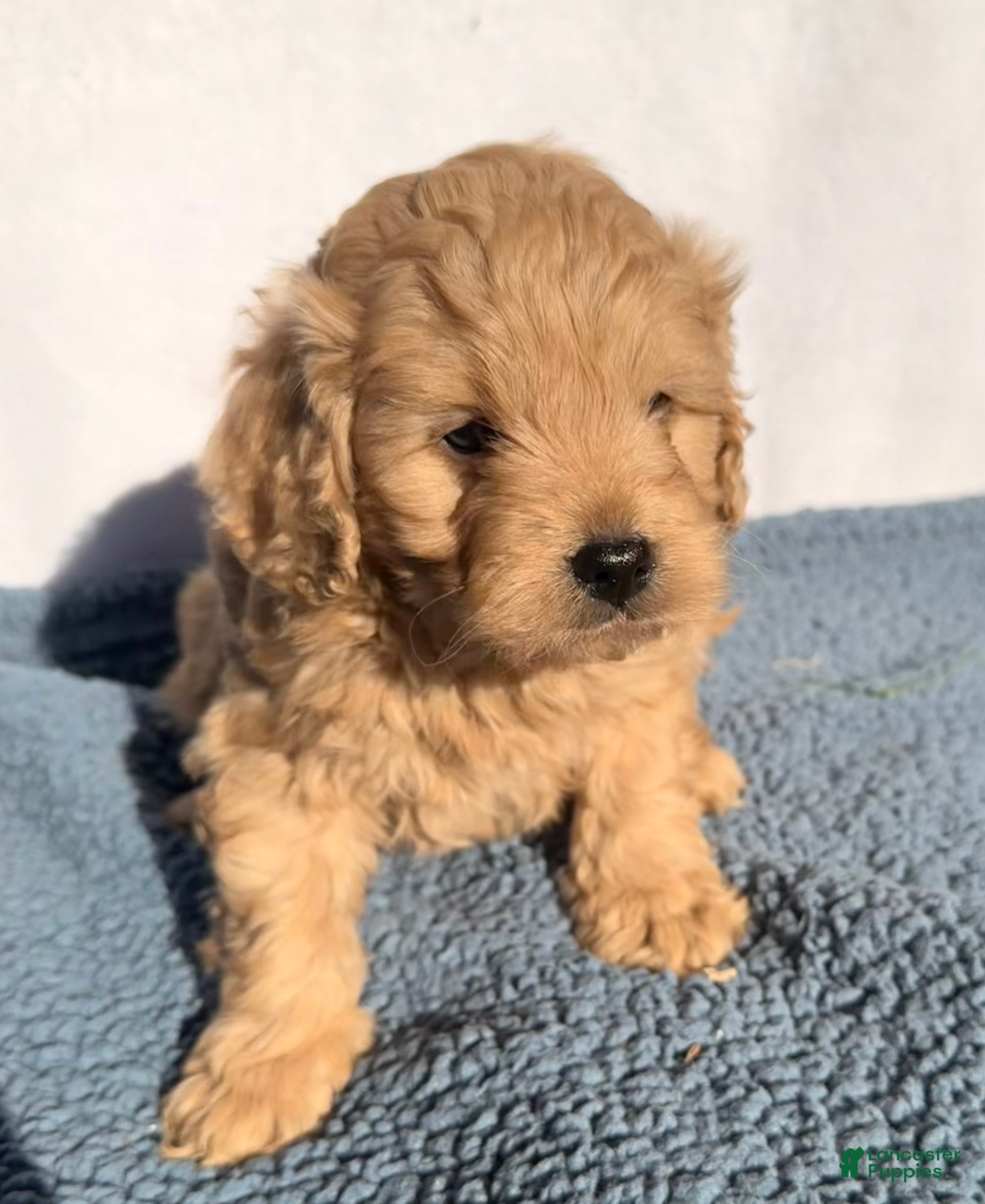 Cavapoo dogs Rusty - Ad 1