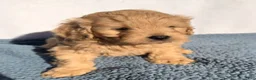 Cavapoo dogs for sale: Rusty - Ad 1