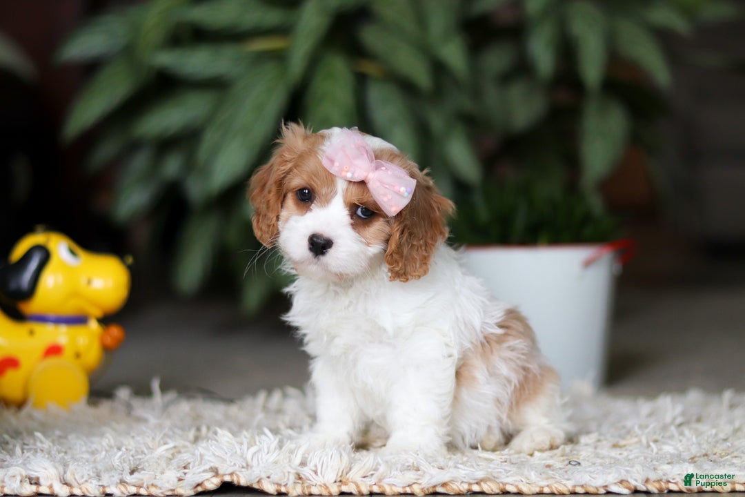 Cavapoo dogs for sale: Rita - Ad 8