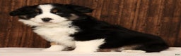Miniature Australian Shepherd dogs for sale: Rocky - Ad 1