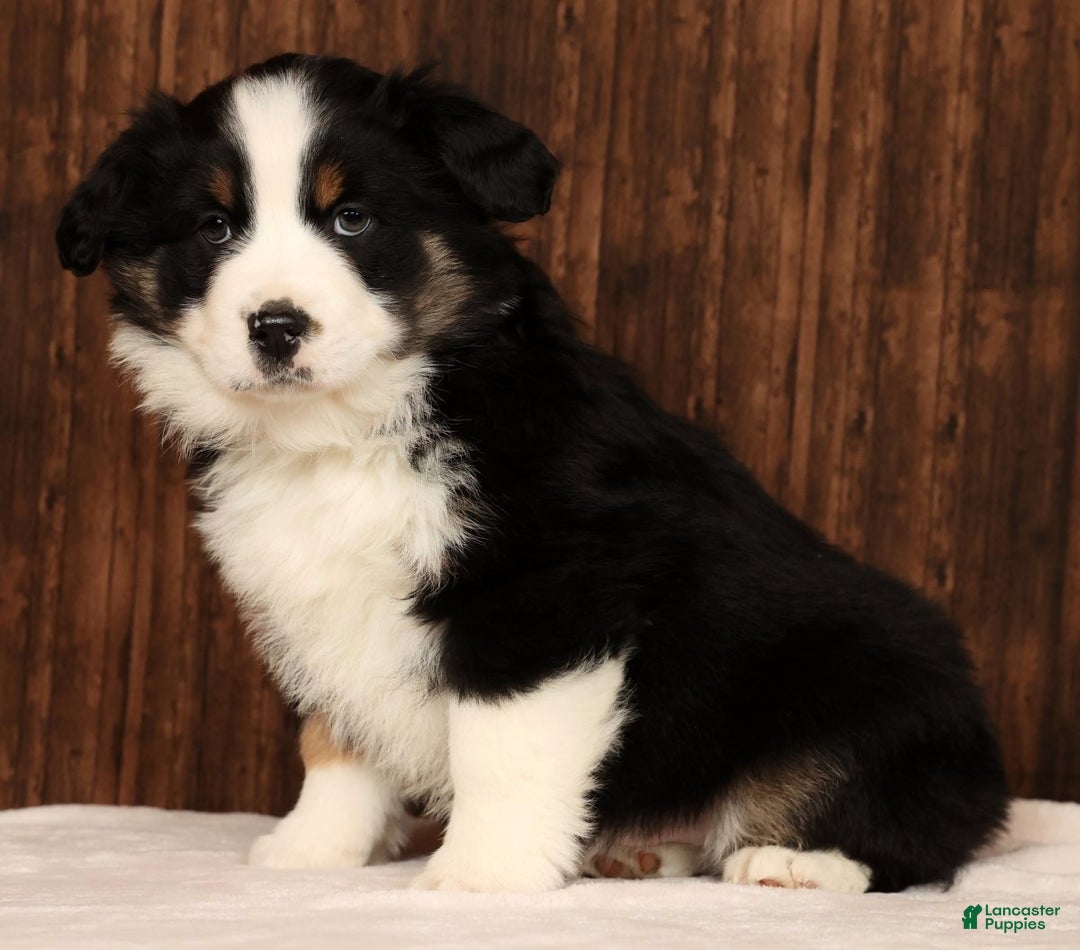 Miniature Australian Shepherd dogs for sale: Rocky - Ad 1
