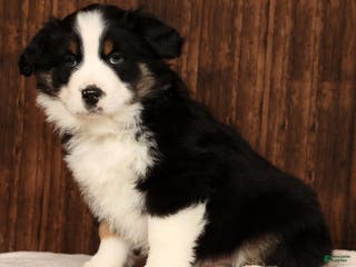 Miniature Australian Shepherd dogs Rocky - Ad 40