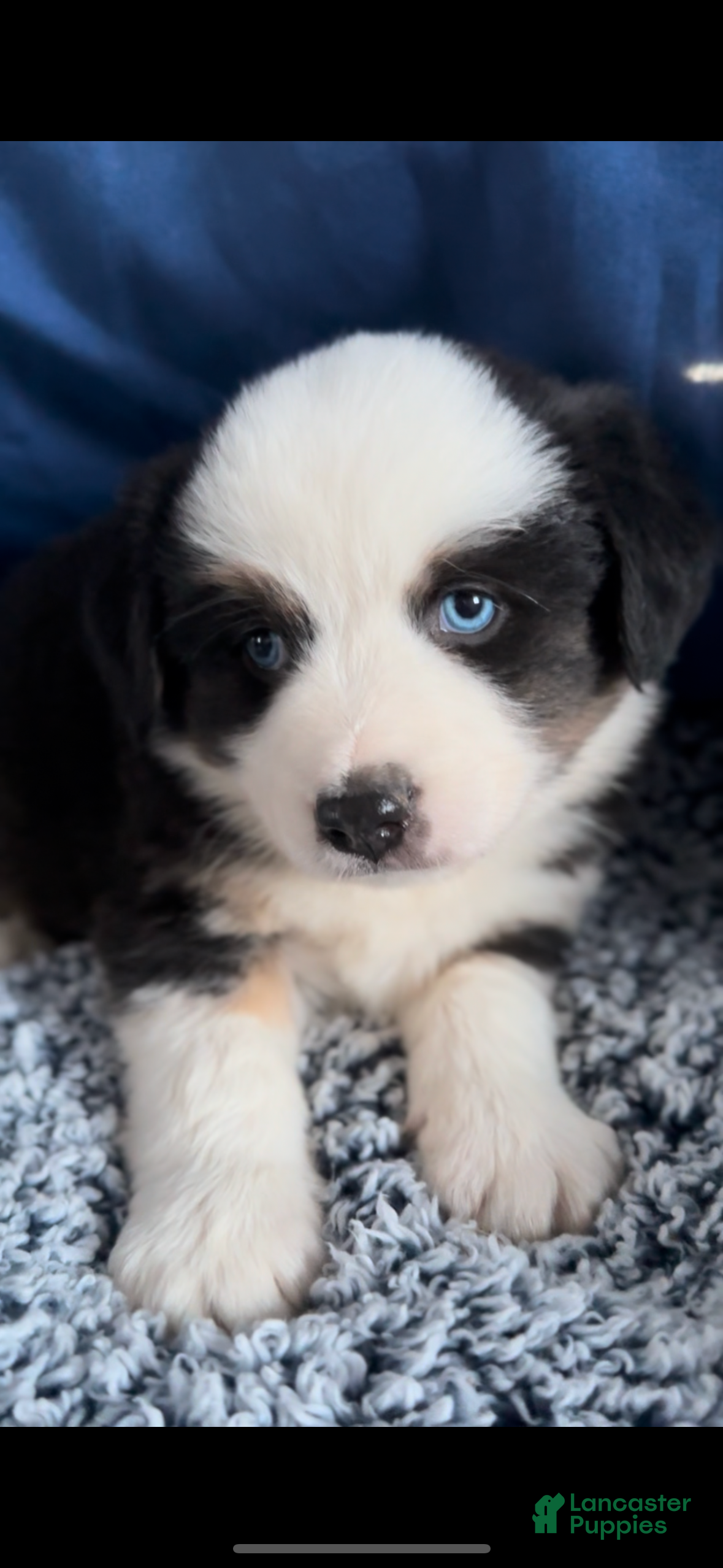 Australian Shepherd dogs Australian Shepherd Puppy 1 - Ad 12