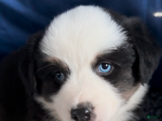 Australian Shepherd dogs Australian Shepherd Puppy 1 - Ad 12