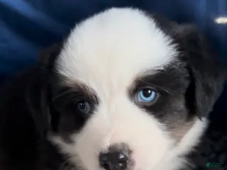 Australian Shepherd dogs Australian Shepherd Puppy 1 - Ad 5