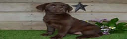 Labrador Retriever dogs for sale: Ann - Ad 4