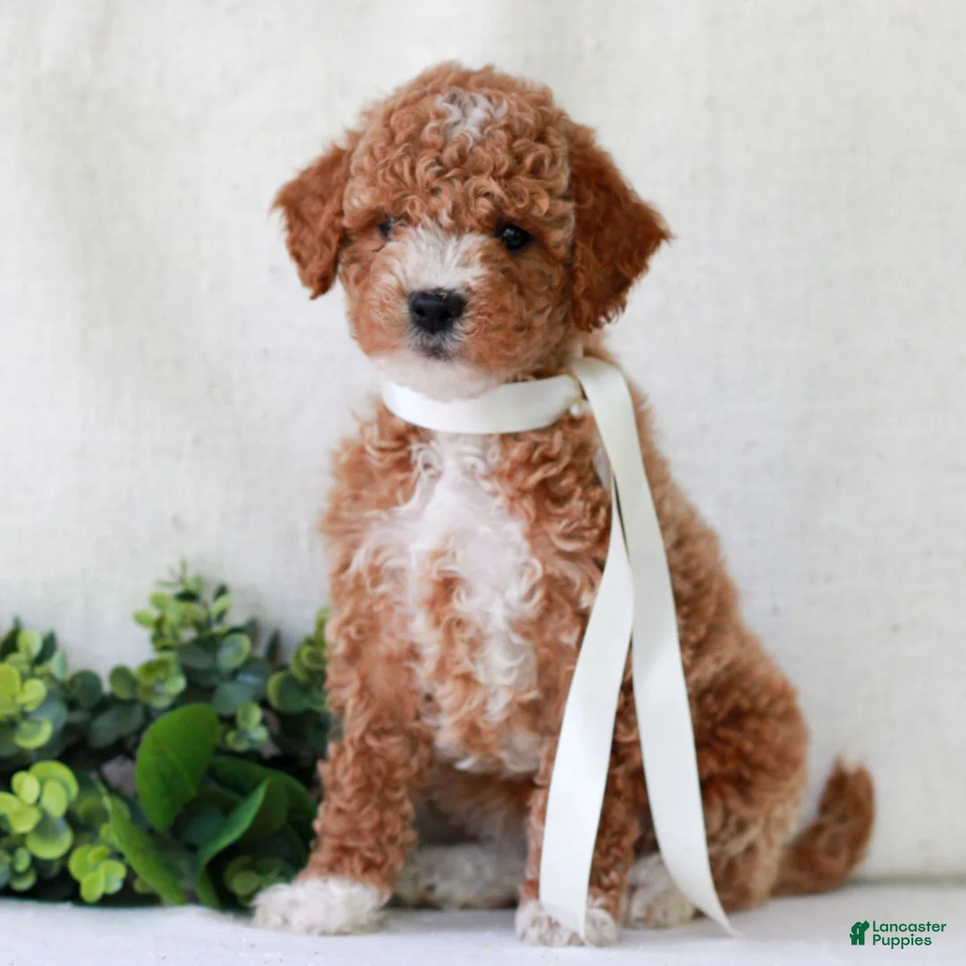 Mini Goldendoodle dogs for sale: Kimber  - Ad 1