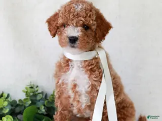 Mini Goldendoodle dogs for sale: Kimber - Ad 4