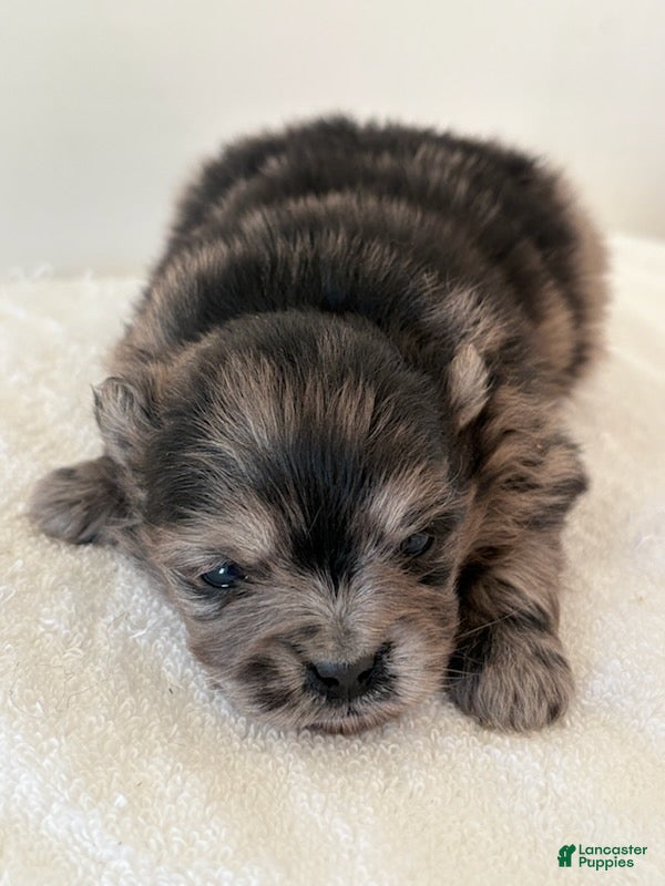 Pomeranian dogs ARLO - Ad 1