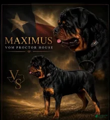 Maximus Vom Proctor House