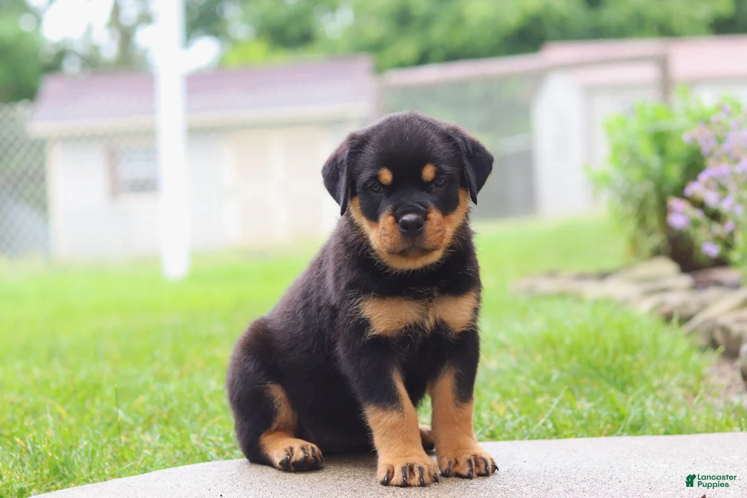 Rottweiler dogs for sale: Dollie - Ad 1