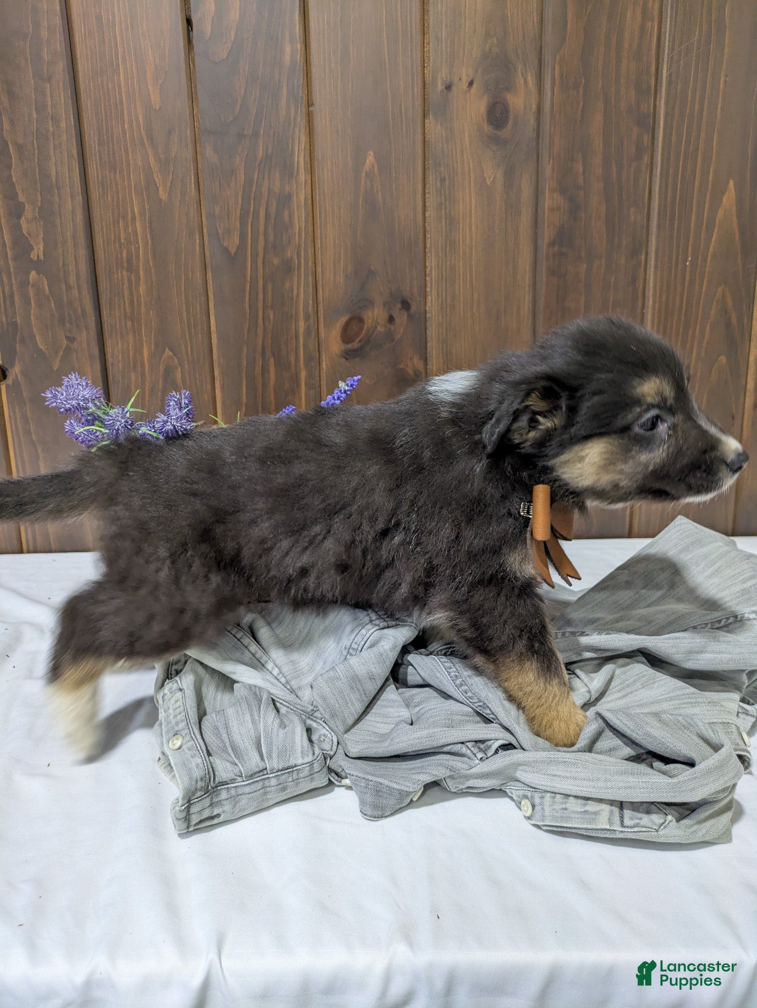 Mixed Breed dogs Fern - Ad 2