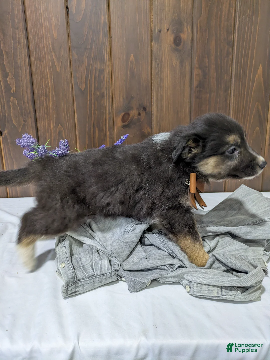 Mixed Breed dogs for sale: Fern - Ad 2