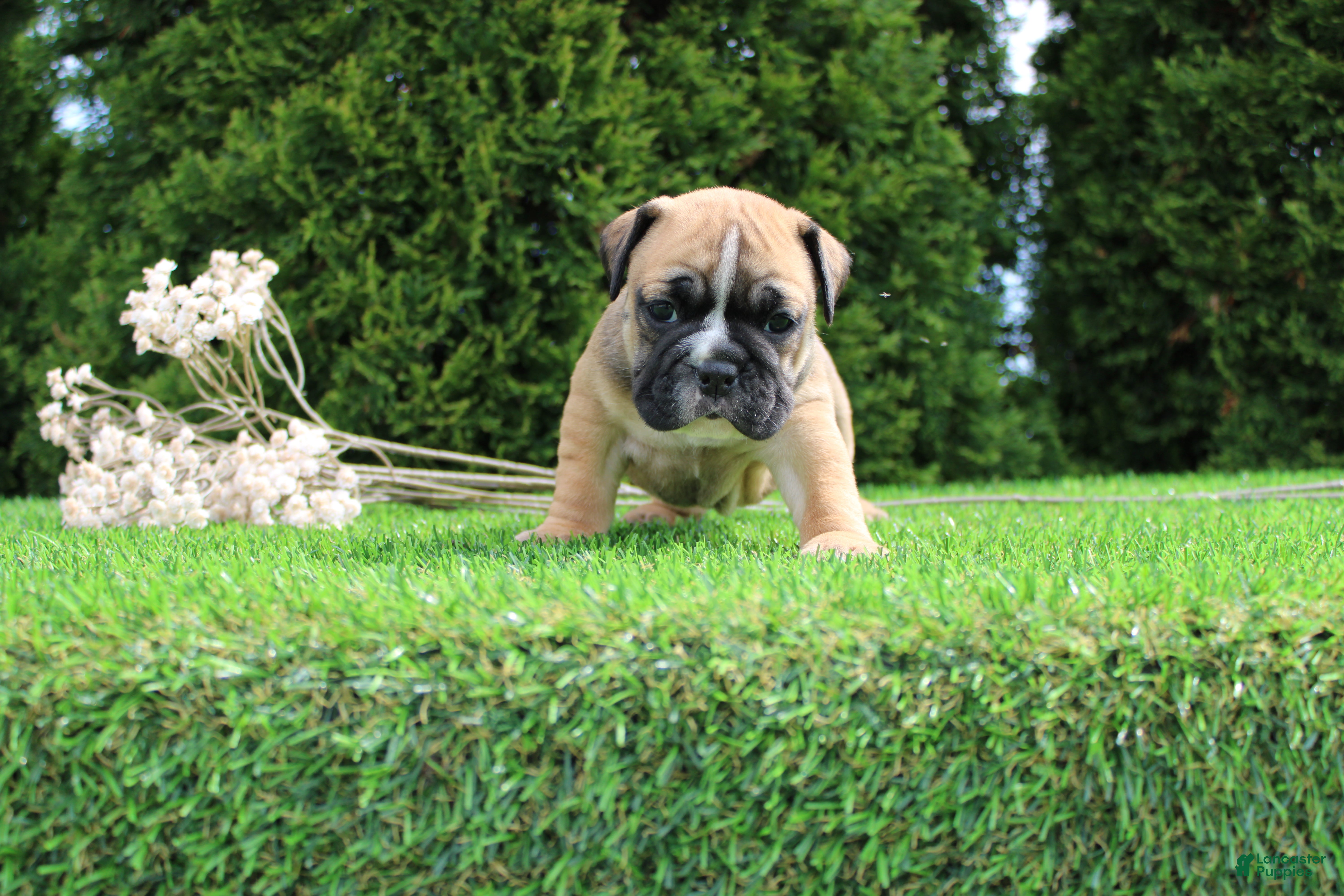 English Bulldog dogs Duke - Ad 2