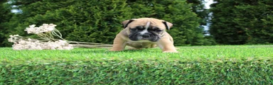 Duke
