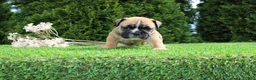 English Bulldog dogs for sale: Duke - Ad 1