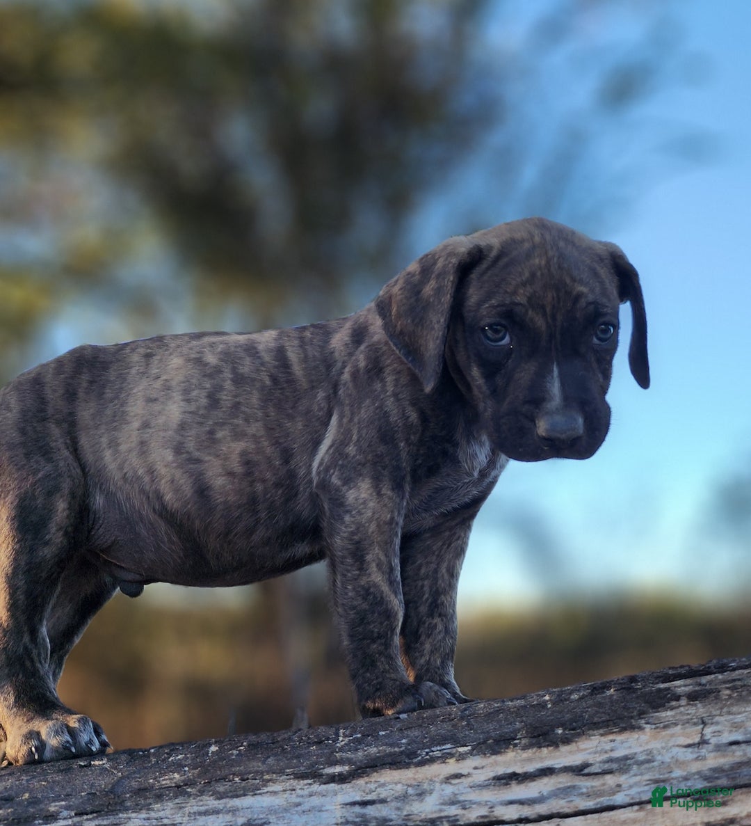Catahoula Leopard Dog dogs for sale: Tracy II 2025 male 1 - Ad 16